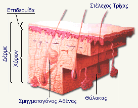 epidermida